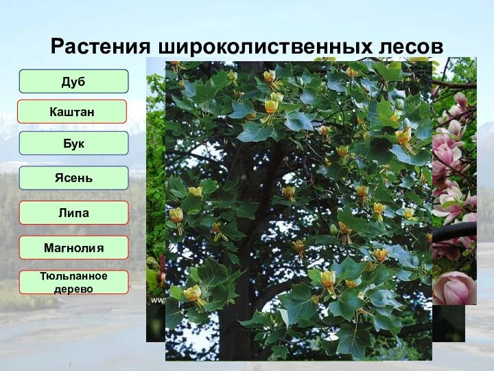 Растения широколиственных лесов Дуб Бук Ясень Липа Магнолия Тюльпанное дерево Каштан