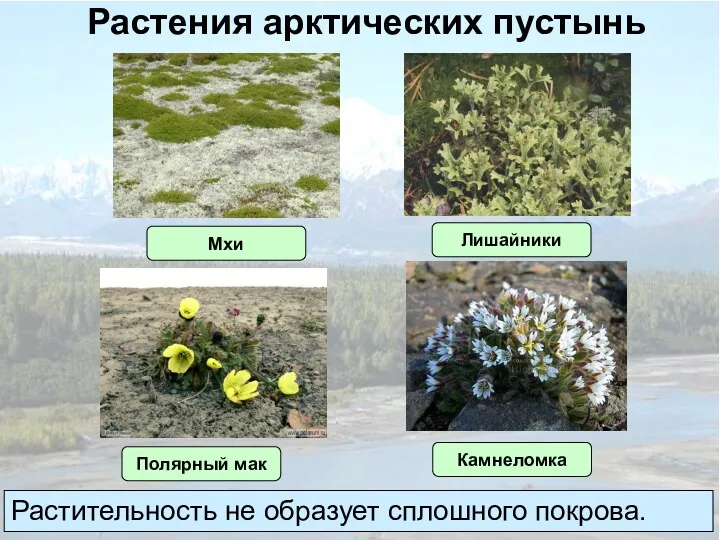 Растения арктических пустынь Полярный мак Камнеломка Мхи Лишайники Растительность не образует сплошного покрова.