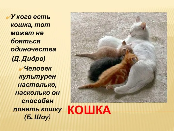 КОШКА У кого есть кошка, тот может не бояться одиночества