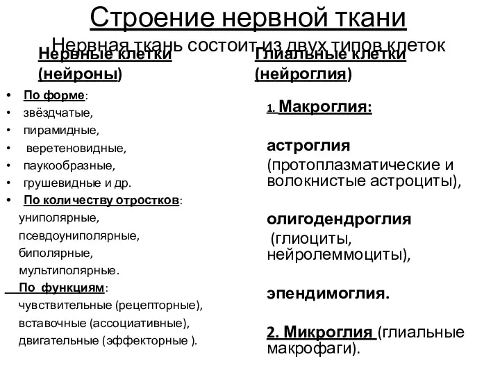 Строение нервной ткани Нервная ткань состоит из двух типов клеток