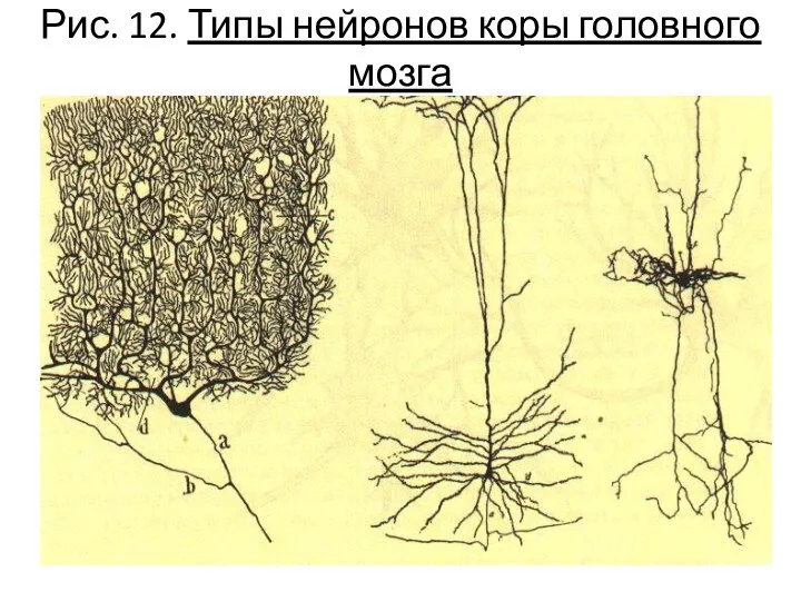 Рис. 12. Типы нейронов коры головного мозга
