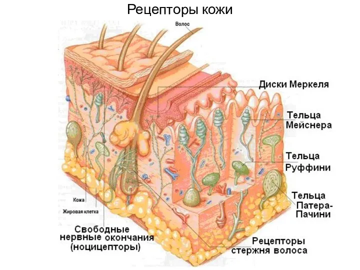 Рецепторы кожи