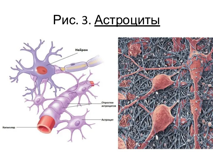 Рис. 3. Астроциты