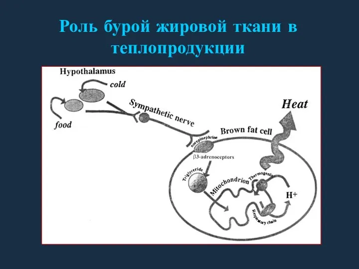 Роль бурой жировой ткани в теплопродукции