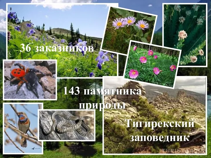 36 заказников 143 памятника природы Тигирекский заповедник