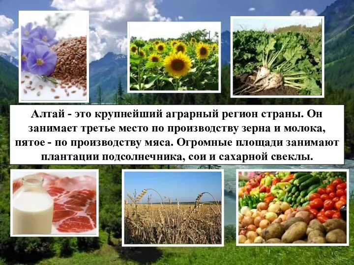 Алтай - это крупнейший аграрный регион страны. Он занимает третье