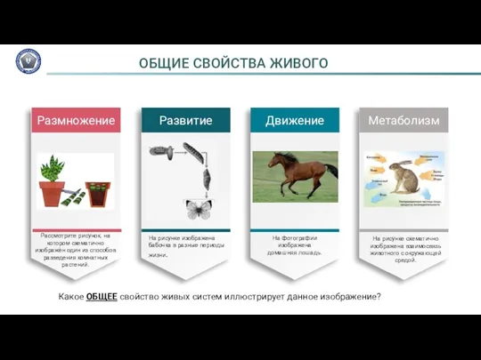 Размножение Развитие Движение Метаболизм На рисунке схематично изображена взаимосвязь животного