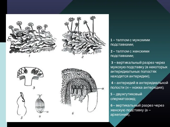 1 – таллом с мужскими подставками; 2 – таллом с