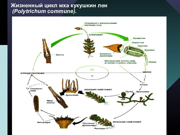 Жизненный цикл мха кукушкин лен (Polytrichum commune).