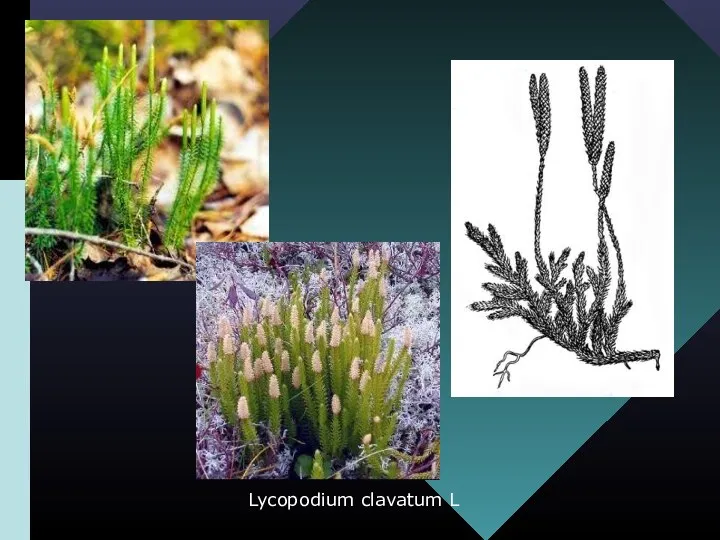 Lycopodium clavatum L