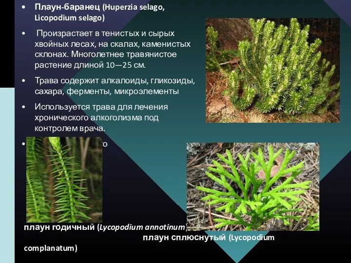 Плаун-баранец (Huperzia selago, Licopodium selago) Произрастает в тенистых и сырых