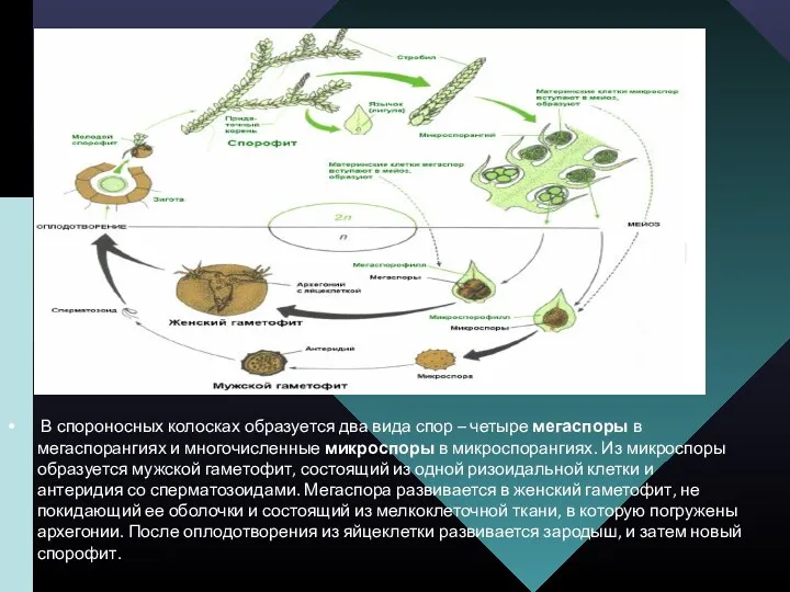 В спороносных колосках образуется два вида спор – четыре мегаспоры