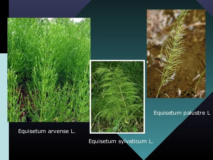 Equisetum sylvaticum L. Equisetum palustre L Equisetum arvense L.