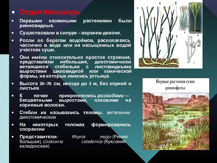 Отдел Rhiniophyta Первыми наземными растениями были риниовидные. Существовали в силуре