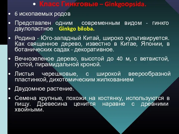 Класс Гинкговые – Ginkgoоpsida. 6 ископаемых родов Представлен одним современным