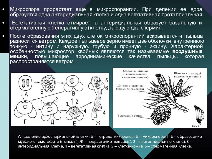 Микроспора прорастает еще в микроспорангии. При делении ее ядра образуется