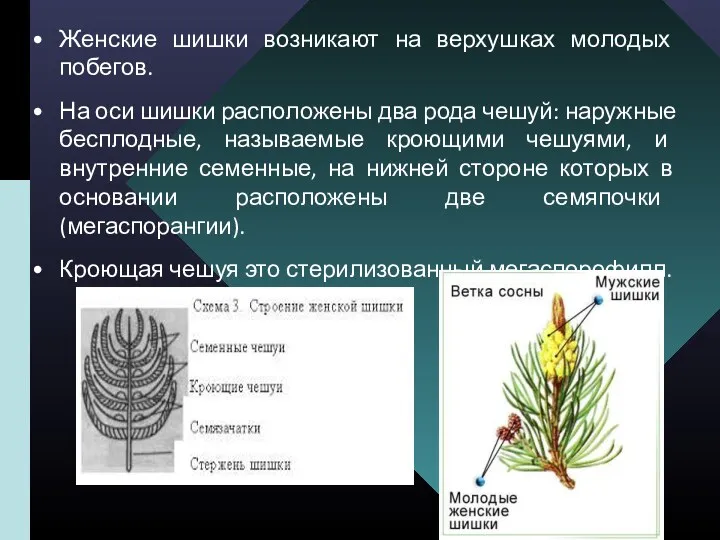 Женские шишки возникают на верхушках молодых побегов. На оси шишки