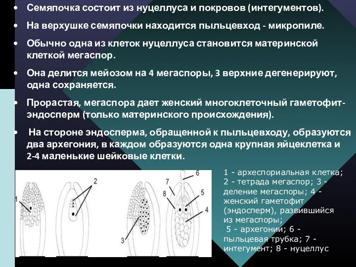 Семяпочка состоит из нуцеллуса и покровов (интегументов). На верхушке семяпочки