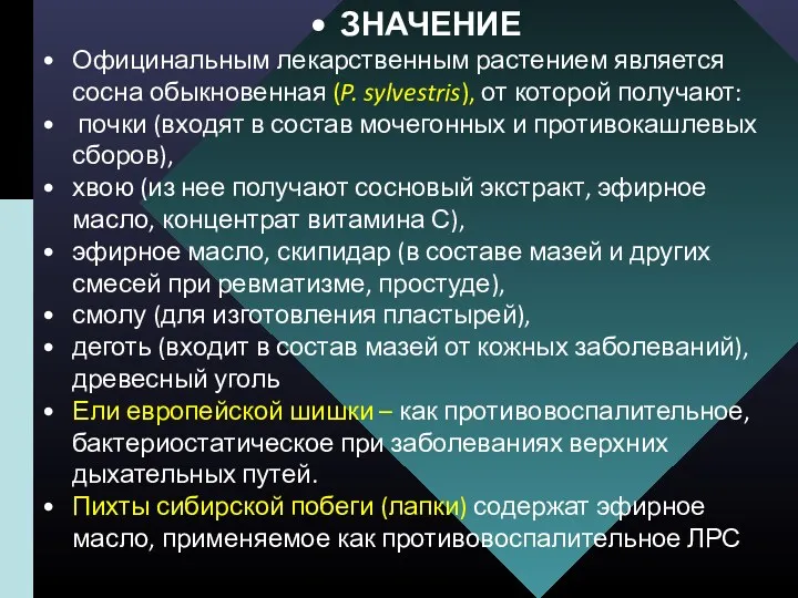 ЗНАЧЕНИЕ Официнальным лекарственным растением является сосна обыкновенная (P. sylvestris), от