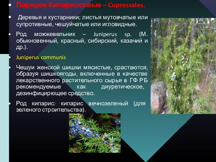 Порядок Кипариссовые – Cupressales. Деревья и кустарники; листья мутовчатые или