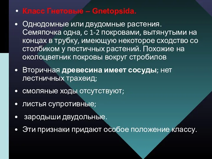 Класс Гнетовые – Gnetopsida. Однодомные или двудомные растения. Семяпочка одна,