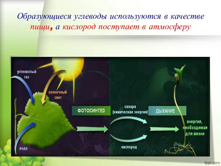 Образующиеся углеводы используются в качестве пищи, а кислород поступает в атмосферу