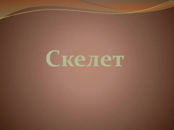 Скелет