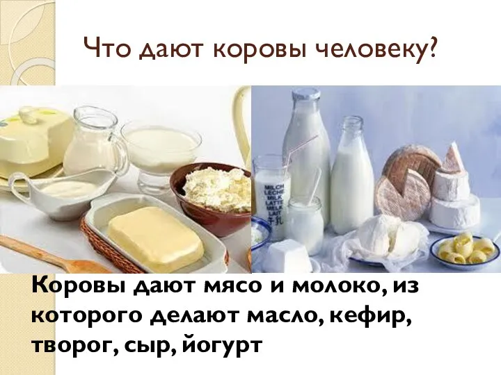 Что дают коровы человеку? Коровы дают мясо и молоко, из