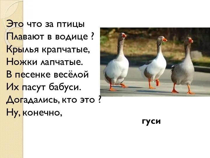 Это что за птицы Плавают в водице ? Крылья крапчатые,