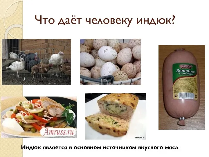 Что даёт человеку индюк? Индюк является в основном источником вкусного мяса.