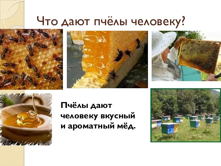 Что дают пчёлы человеку? Пчёлы дают человеку вкусный и ароматный мёд.