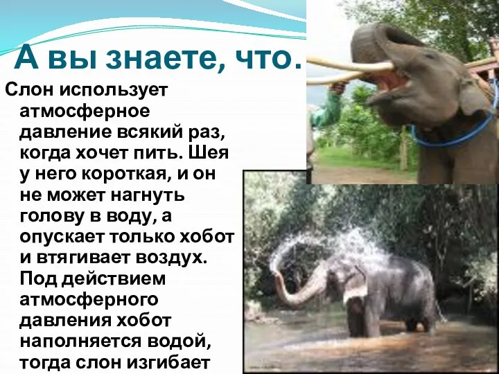 А вы знаете, что… Слон использует атмосферное давление всякий раз,