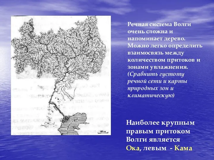 Речная система Волги очень сложна и напоминает дерево. Можно легко определить взаимосвязь между