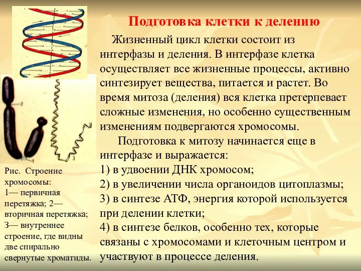 Подготовка клетки к делению Рис. Строение хромосомы: 1— первичная перетяжка;