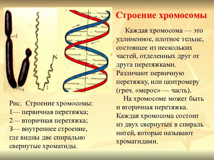 Строение хромосомы Каждая хромосома — это удлиненное, плотное тельце, состоящее