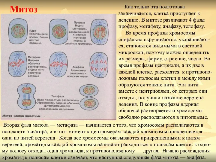 Митоз Как только эта подготовка заканчивается, клетка приступает к делению.