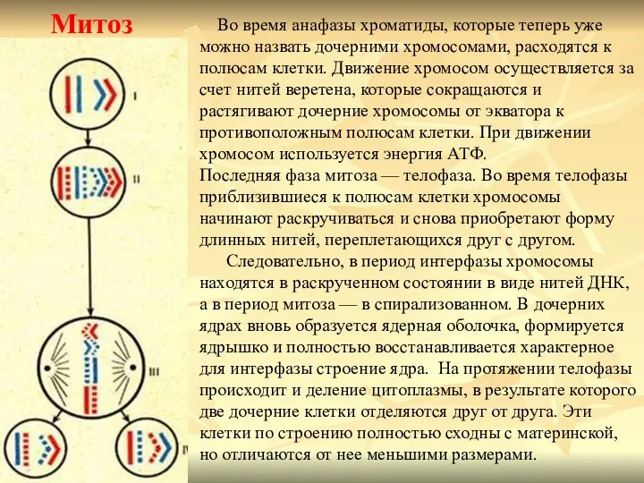 Митоз Во время анафазы хроматиды, которые теперь уже можно назвать