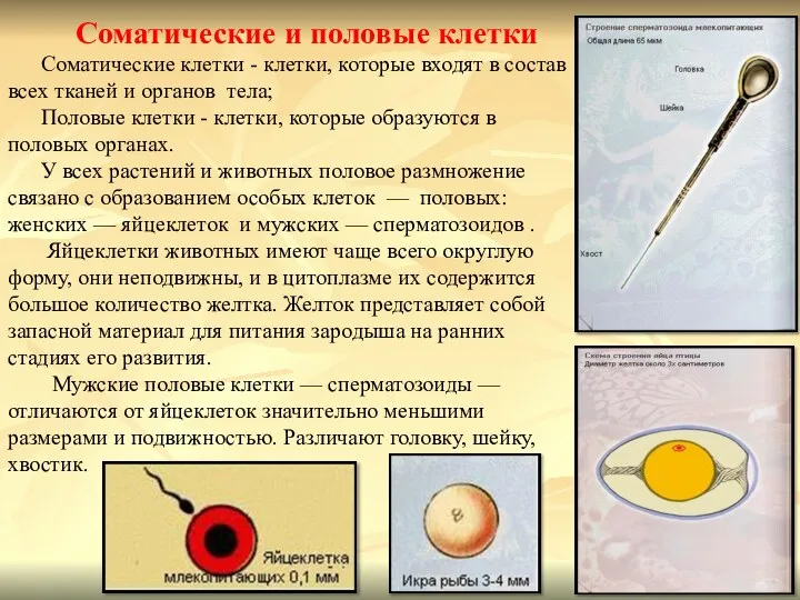 Соматические и половые клетки Соматические клетки - клетки, которые входят