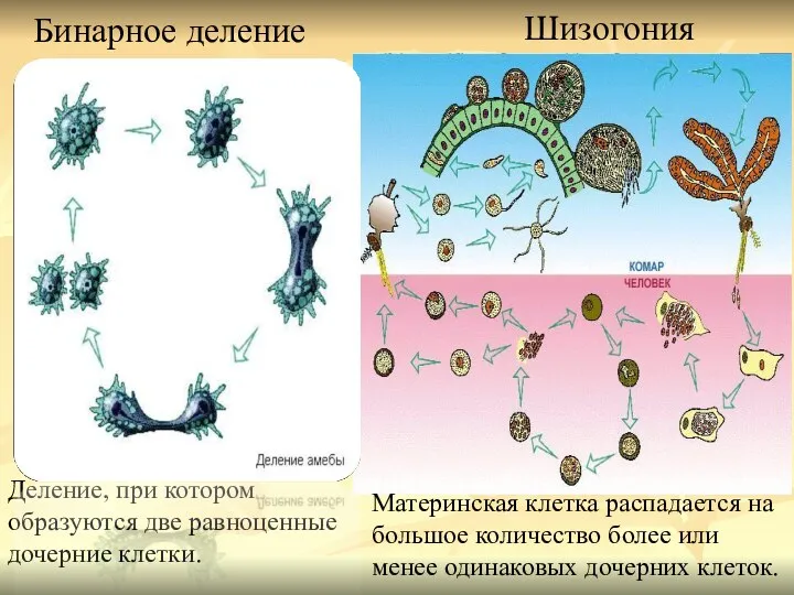 Бинарное деление Шизогония Деление, при котором образуются две равноценные дочерние