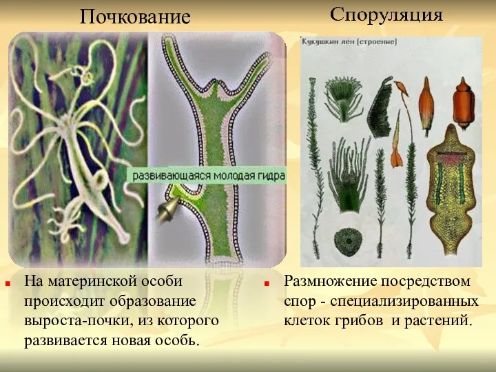 Почкование На материнской особи происходит образование выроста-почки, из которого развивается