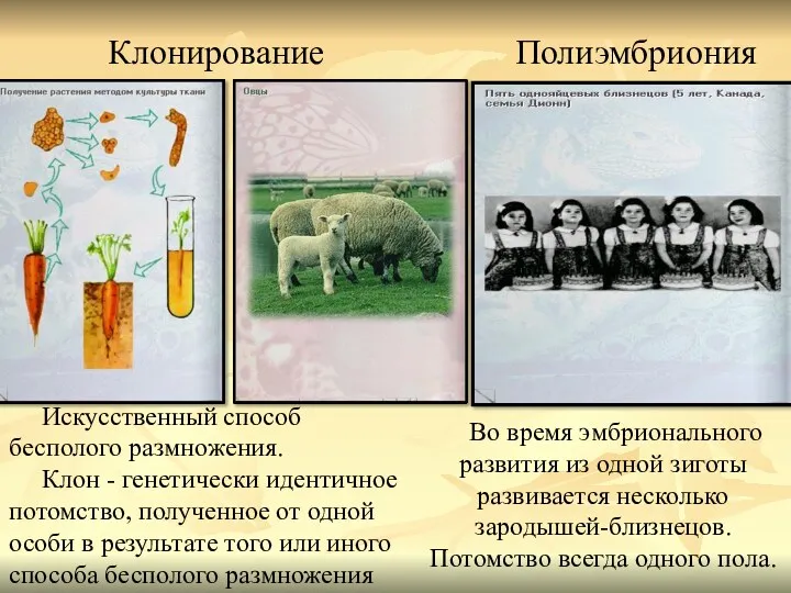 Во время эмбрионального развития из одной зиготы развивается несколько зародышей-близнецов.