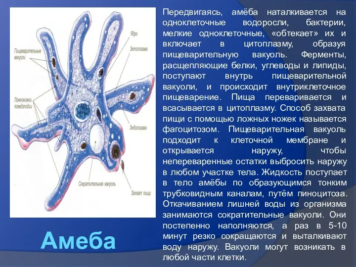 Амеба Передвигаясь, амёба наталкивается на одноклеточные водоросли, бактерии, мелкие одноклеточные,