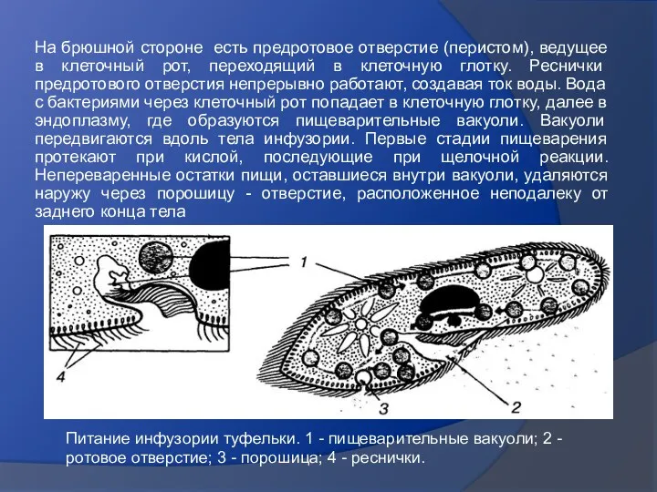 На брюшной стороне есть предротовое отверстие (перистом), ведущее в клеточный