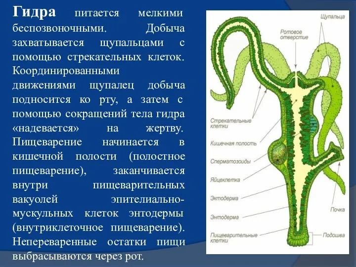 Гидра питается мелкими беспозвоночными. Добыча захватывается щупальцами с помощью стрекательных