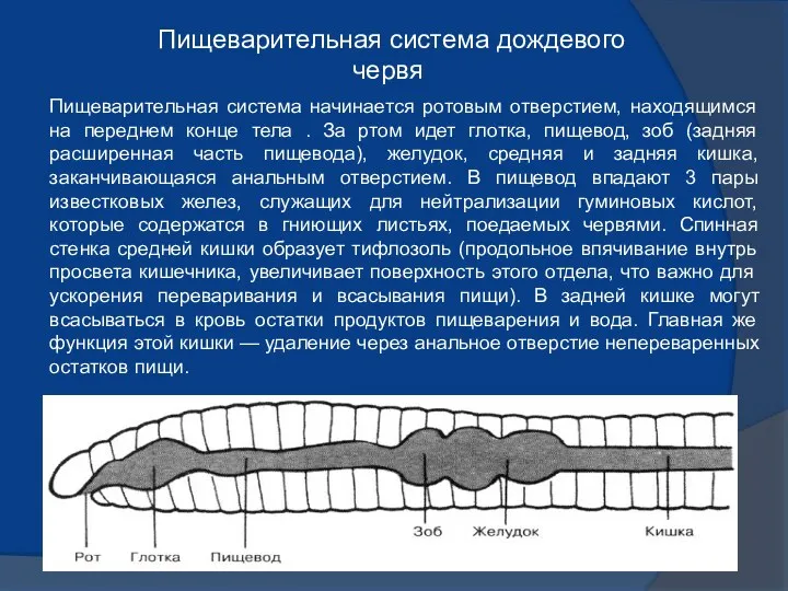 Пищеварительная система дождевого червя Пищеварительная система начинается ротовым отверстием, находящимся