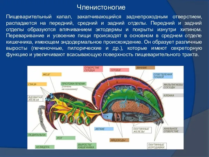 Пищеварительный капал, закапчивающийся заднепроходным отверстием, распадается на передний, средний и