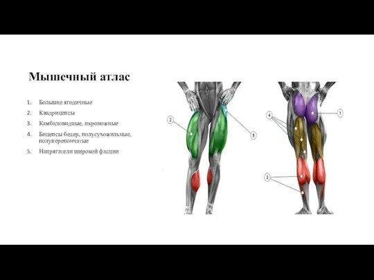 Мышечный атлас Большие ягодичные Квадрицепсы Камбаловидные, икроножные Бицепсы бедер, полусухожильные, полуперепончатые Напрягатели широкой фасции
