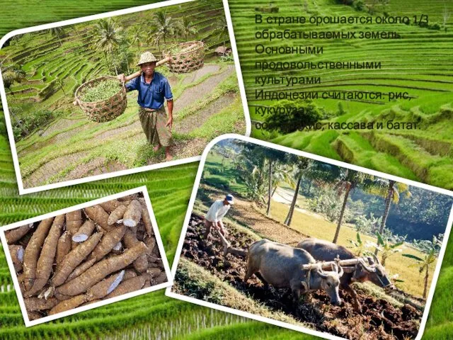 В стране орошается около 1/3 обрабатываемых земель. Основными продовольственными культурами Индонезии считаются: рис,