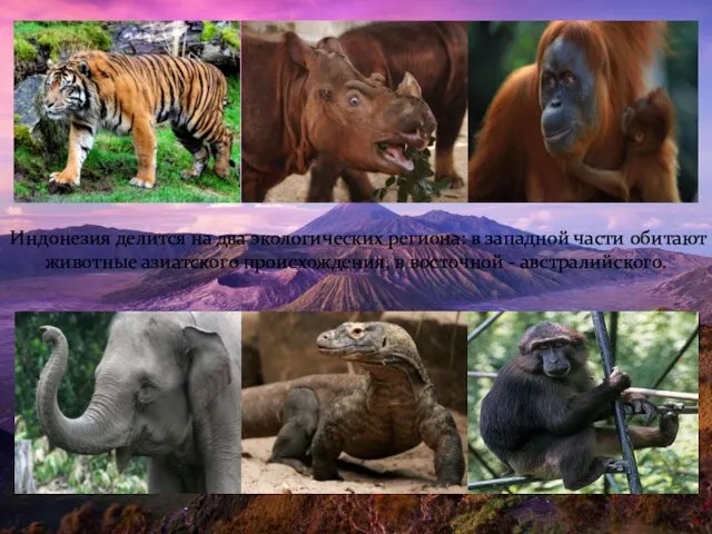 Индонезия делится на два экологических региона: в западной части обитают животные азиатского происхождения,