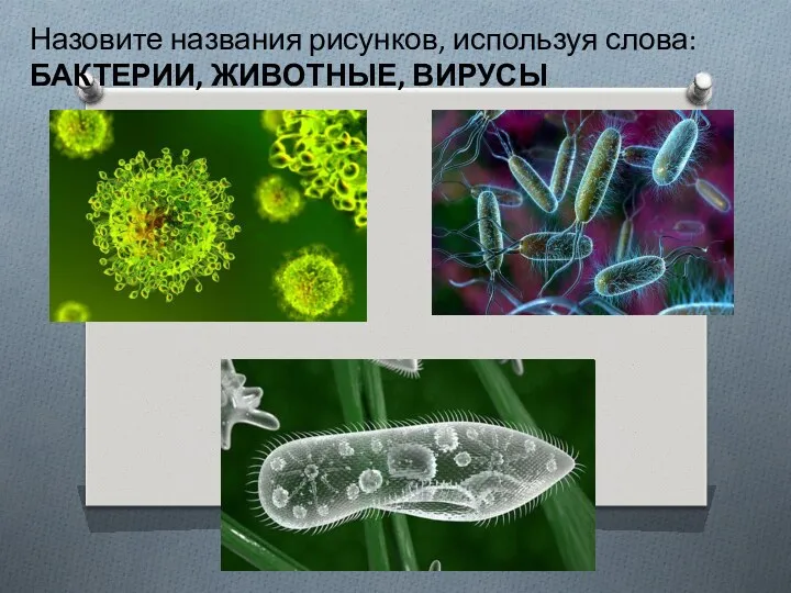 Назовите названия рисунков, используя слова: БАКТЕРИИ, ЖИВОТНЫЕ, ВИРУСЫ